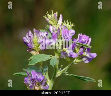 Lucerne - Medicago sativa, fleur naturelle bleue Banque D'Images