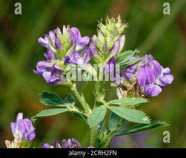 Lucerne - Medicago sativa, fleur naturelle bleue Banque D'Images