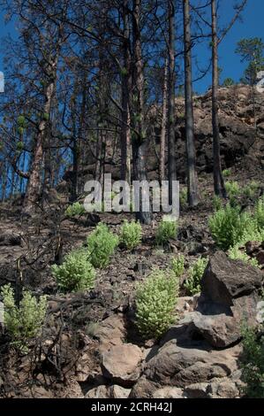 Forêt brûlée de pin de l'île des Canaries Pinus canariensis et arbustes de Bystropogon origanifolius. Réserve d'Inagua. Grande Canarie. Îles Canaries. Espagne. Banque D'Images