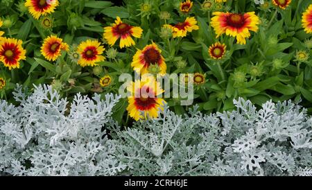 Parterre à fleurs colorées contrastant feuillage blanc glacé et rouge et jaune gaillardia Banque D'Images