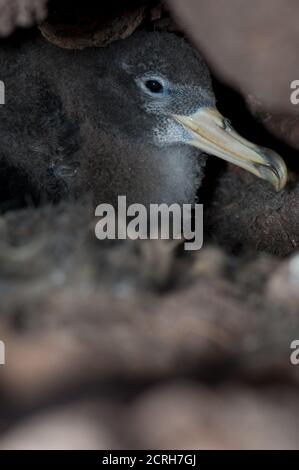 Poussin de Cory's shearwater Calonectris borealis dans le nid à l'intérieur de son terrier. Le parc rural Nublo. Mogan. Grande Canarie. Îles Canaries. Espagne. Banque D'Images