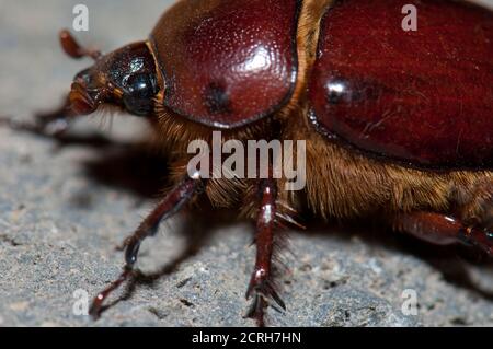 Coléoptère Phyllognathus excavatus sur une roche. Femme Pajonales. Réserve naturelle intégrale de l'Inagua. Tejeda. Grande Canarie. Îles Canaries. Espagne. Banque D'Images