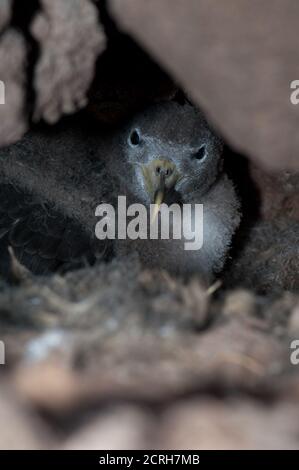 Poussin de Cory's shearwater Calonectris borealis dans le nid à l'intérieur de son terrier. Le parc rural Nublo. Mogan. Grande Canarie. Îles Canaries. Espagne. Banque D'Images