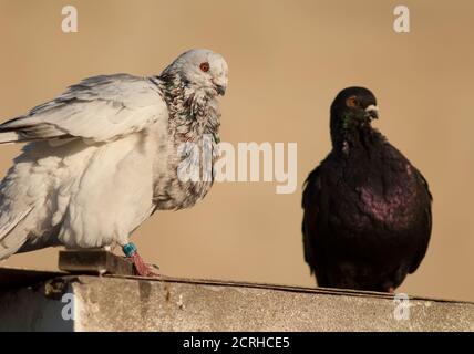 Pigeons domestiques Columba livia domestica. Mâle à gauche et femelle à droite. Las Palmas de Gran Canaria. Grande Canarie. Îles Canaries. Espagne. Banque D'Images