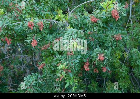 Le poivre brésilien, le Schinus terebinthifolia, avec baies dans le parc rural de Nublo. Mogan. Grande Canarie. Îles Canaries. Espagne. Banque D'Images