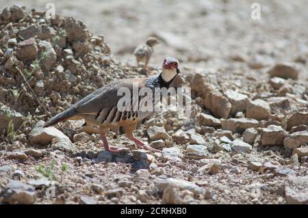 Des perdrix femelles à pattes rouges Alectoris rufa et poussaient en arrière-plan. Réserve naturelle d'Inagua. Tejeda. Grande Canarie. Îles Canaries. Espagne. Banque D'Images