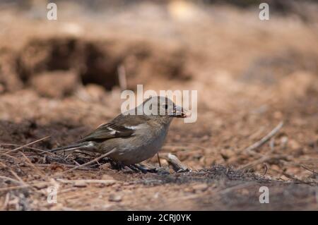 Femelle de chaffin commun Fringilla coelebs canariensis récolte des graines. Parc naturel de Tamadaba. Grande Canarie. Îles Canaries. Espagne. Banque D'Images