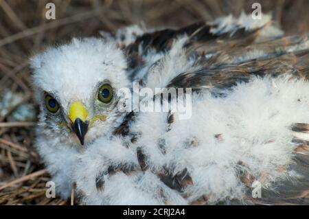 Poussin de sparrowhawk eurasien Accipiter nisus granti. Le parc rural Nublo. Tejeda. Grande Canarie. Îles Canaries. Espagne. Banque D'Images