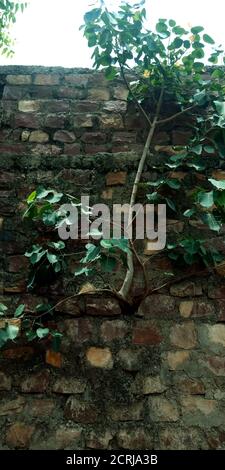 Arbre de Ficus religiosa poussant sur l'ancien mur. Banque D'Images