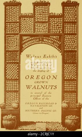 . Noyer croissant en Oregon . d'arbres (est de l'Oregon). Acres. 25 $ à 150 $? MÉDAILLE D'OR EXPOSITION DE NOYER (voir coupe sur la page suivante) l'année dernière, le club de noyer de McMinnville a fait une exposition de la maison groAvn Avalnuts à l'A.-Y-P. Exposition et a reçu une médaille d'or. Ils ont une manière très attrayante et artisanale de mettre en place une exposition, classifiant et organisant les variétés diiferentes dans des étuis en verre de manière à attirer l'attention et de faire part des exclamations les plus âtres de l'admiration. La coupe d'accompagnement montre une de leur position d'exhibitsin. Il fait neuf pieds de haut et près de fiv Banque D'Images