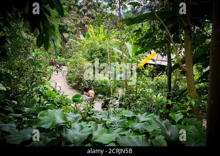 Plantes et arbres subtropicaux à l'intérieur de la forêt tropicale Biome au complexe de projet Eden à Cornwall. Banque D'Images