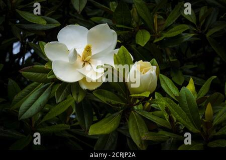 Les spectaculaires fleurs blanches d'une grandiflora Magnolia Alta. Banque D'Images