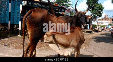 Mère vache nourrissant du lait au veau sur le côté de la route. Banque D'Images