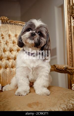 Adorable chien d'ascendance Shih Tzu assis sur une chaise dorée regarder le visualiseur Banque D'Images