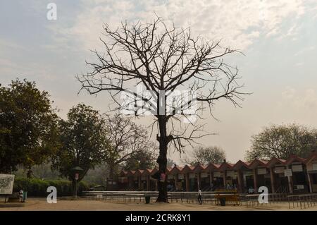 Un grand arbre qui est situé à l'extérieur du zoo et du vieux fort avec le ciel. Banque D'Images