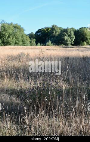 Long Grass, Foots Cray Meadows, Sidcup, Kent. ROYAUME-UNI Banque D'Images