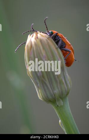 le coléoptère du sang se équilibrant sur une fleur Banque D'Images