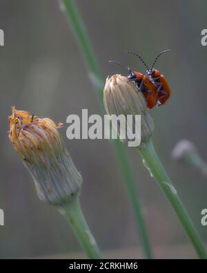 le coléoptère du sang se équilibrant sur une fleur Banque D'Images