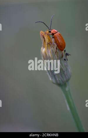 le coléoptère du sang se équilibrant sur une fleur Banque D'Images