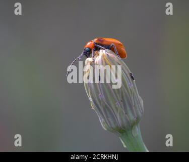 le coléoptère du sang se équilibrant sur une fleur Banque D'Images