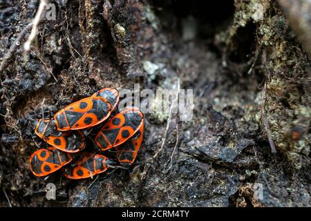 Un petit groupe de pyrrhocoris apterus se trouve sur l'écorce d'un arbre. Photographie macro. Gros plan. Banque D'Images