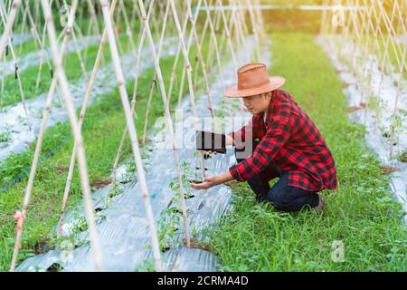 Les jeunes agriculteurs asiatiques utilisent le comprimé de recherche et étudient le développement des variétés de tomates dans ce domaine. Pour augmenter la productivité. Agricult Banque D'Images