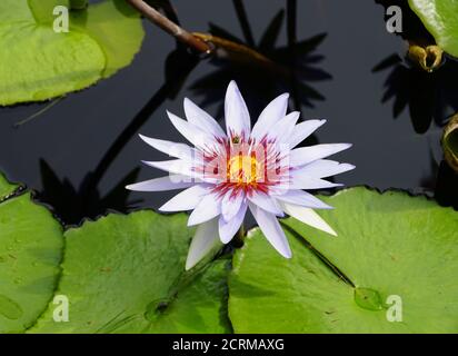 Un nénuphar tropical clair à fleurs, également connu sous le nom de « Star of Siam » Banque D'Images