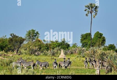 La faune du delta de l'Okavango Banque D'Images