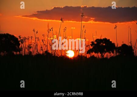 Coucher de soleil sur le fleuve Cubango à la frontière entre l'Angola et la Namibie Banque D'Images