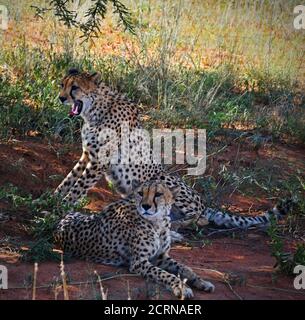 Cheetah dans la réserve d'Okinjima, Namibie Banque D'Images