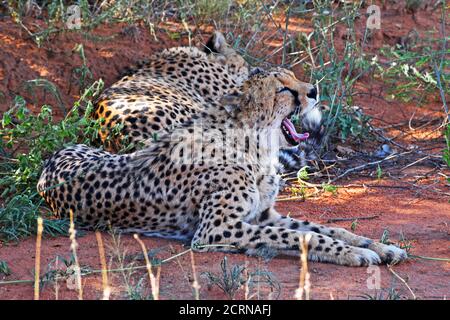 Cheetah dans la réserve d'Okinjima, Namibie Banque D'Images