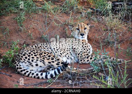 Cheetah dans la réserve d'Okinjima, Namibie Banque D'Images