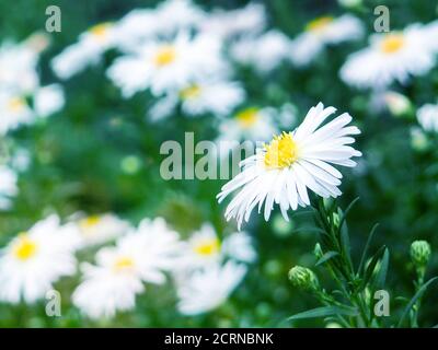 Vue en grand angle d'une prairie avec des fleurs de Marguerite blanche, de belles fleurs de chamomiles blanches sur le champ vert de prairie. Banque D'Images