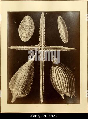 . Figures de formes remarquables de polycystines, ou organismes alliés, dans le dépôt de craie de la Barbade (principalement de celui recueilli par le Dr. Davy, et qu'il avait remarqué dans une conférence donnée à la Société agricole de la Barbade, en juillet 1846) . TÔLE 9.. TÔLE 10. Banque D'Images