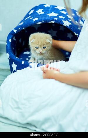 L'enfant joue avec un petit chaton joueur britannique à la maison. Banque D'Images