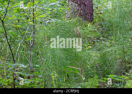 L'Horsetail en bois dans la forêt, également appelé Equisetum sylvaticum ou Wald Schachtelhalm Banque D'Images