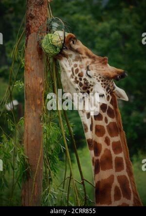 Giraffe, parc safari Blair Drummond, Banque D'Images