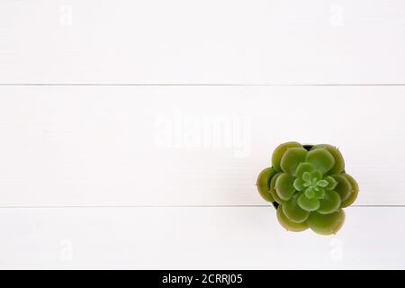 Mini plante succulente avec vue de dessus sur le bureau blanc en bois, petite plante et feuille en pot sur la table, espace de copie, personne, arbre pour la décoration dans la maison, te Banque D'Images