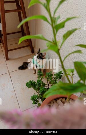 Chat avec un tissu après-chirurgie près des plantes. Images en plein air tricolor kitten. Banque D'Images