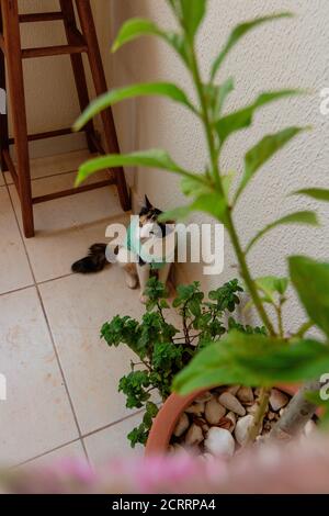 Chat avec un tissu après-chirurgie près des plantes. Images en plein air tricolor kitten. Banque D'Images