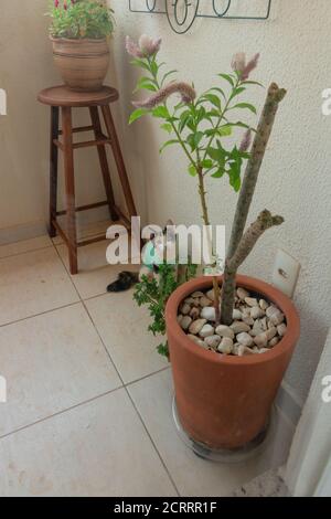 Chat avec un tissu après-chirurgie près des plantes. Images en plein air tricolor kitten. Banque D'Images