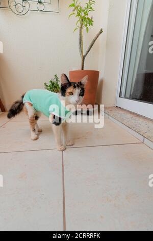 Chat avec un tissu après-chirurgie près des plantes. Images en plein air tricolor kitten. Banque D'Images