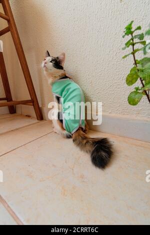 Chat avec un tissu après-chirurgie près des plantes. Images en plein air tricolor kitten. Banque D'Images