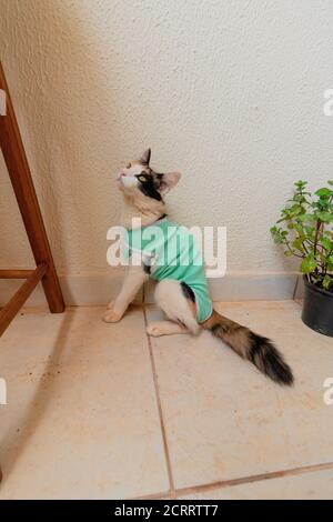 Chat avec un tissu après-chirurgie près des plantes. Images en plein air tricolor kitten. Banque D'Images