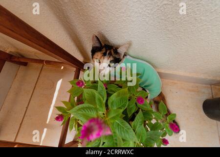 Chat avec un tissu après-chirurgie près des plantes. Images en plein air tricolor kitten. Banque D'Images