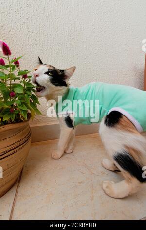 Chat avec un tissu après-chirurgie près des plantes. Images en plein air tricolor kitten. Banque D'Images