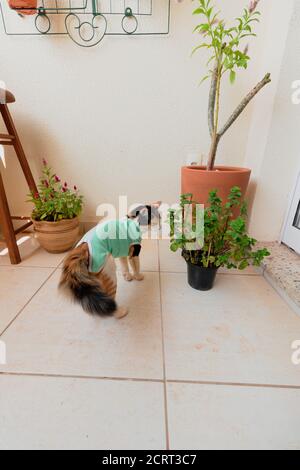 Chat avec un tissu après-chirurgie près des plantes. Images en plein air tricolor kitten. Banque D'Images