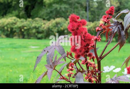Fruits rouges pickly de l'usine d'huile de ricin ou Ricinus communis à partir duquel l'huile de ricin médicale est produite. Banque D'Images