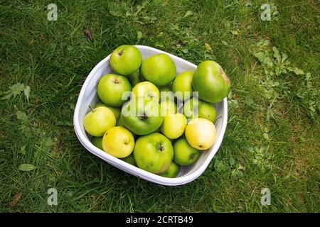 Un bol en plastique blanc rempli de pommes Bramley Malus domestica Fraîchement cueilli dans un arbre au début de l'automne Banque D'Images
