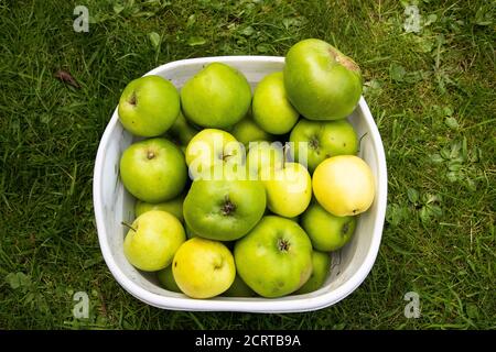 Un bol en plastique blanc rempli de pommes Bramley Malus domestica Fraîchement cueilli dans un arbre au début de l'automne Banque D'Images